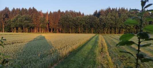 landscape with trees and fence
Nature 
hunting 