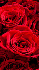 大きく美しい赤いバラ