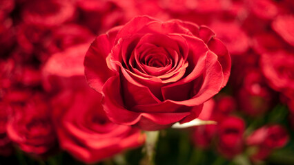 赤いバラの中に浮かぶ一本のバラ