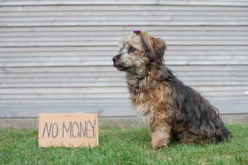 Bettelnder Bolonka Hund sitzt auf der Wiese. Vor dem Hund ein Schild mit den Worten no money.  - obrazy, fototapety, plakaty
