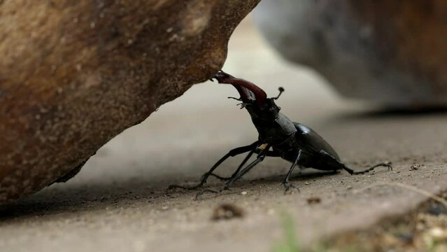 Stag beetle climbing a piece of wood