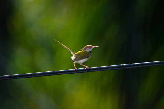 Closeup shot of Common Tailor bird 