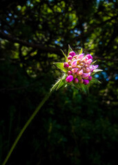 pink and white flower