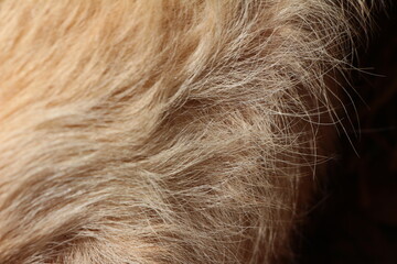 close up on yellow dog hair