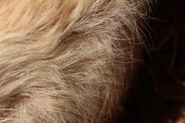close up on yellow dog hair
