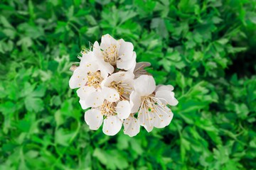 Green abstract background of fresh aesthetic flower