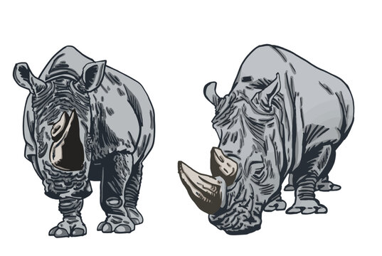 Color set of rhinoceroses on white isolated, vector illustration,graphical drawing. Stylish print elements, savanna habitant