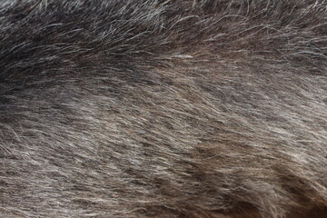 close up on gray dog hair