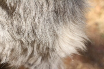 close up on gray dog hair