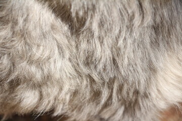 close up on gray dog hair