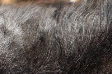 close up on gray dog hair