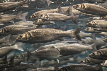 School of Silver Gray Fish , digital photo image