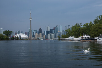 Hanlan's Point on the Toronto Islands with motor yachts and a swan in the foreground and the Toronto skyline in the background.  Shot in summer.