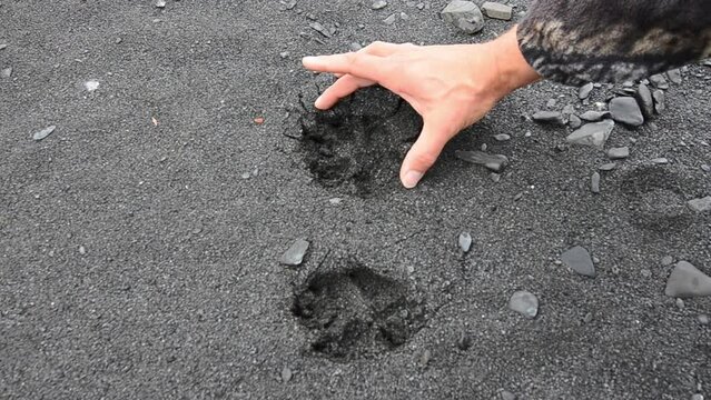 Fresh tracks from a red fox along a trail in the wilderness of Kodiak Island Alaska