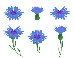 Set of different cornflowers. Wildflower elements in cartoon style.