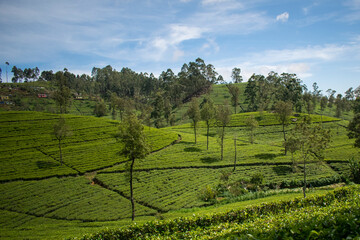 Fototapeta na wymiar Beautiful tea estate in sri lanka