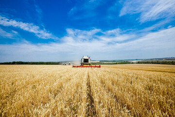 Combine harvester working in wheat and rye field. Agriculture background. Harvest season