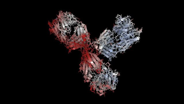 Structure of an antibody. Antibodies are produced in response to pathogens like bacteria or viruses
