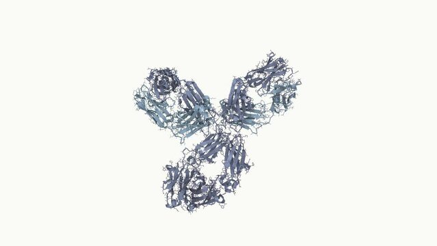 Structure of an antibody. Antibodies are produced in response to pathogens like bacteria or viruses