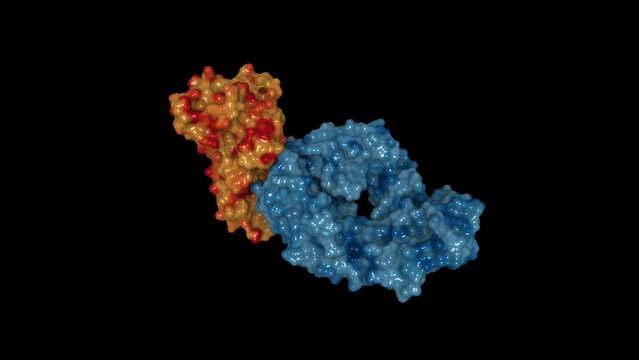 Adalimumab (blue) bound to TNF-alpha (red). Adalimumab is a monoclonal antibody used to treat rheumatoid arthritis, Crohn's disease and psoriasis by inactivating TNF-alpha. 3D rendering.