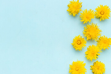 Pattern of yellow meadow dandelions blossoms. Flowers summer symbol