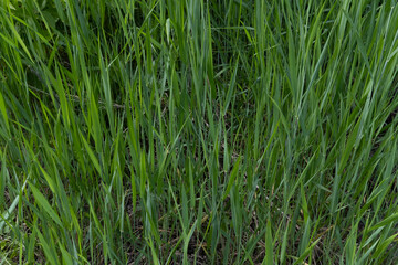 Green juicy grass for cats. Background of a green grass. The texture of green grass surface for the background.