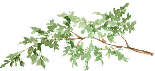 Watercolor leaves branch, isolated on white background, tree plant, willow branch