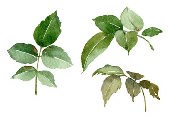 Watercolor green leaves herbs, botanical arrangement, greenery, spring, summer clipart, wedding invitation, save the date, bridal shower, vintage, foliage, leave branch isolated