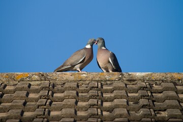 Wood pigeons on the roof. Birds are in love.