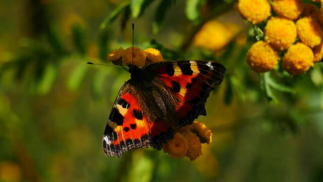 Butterfly urticaria on a tansy flower sways in the wind and eats nectar.