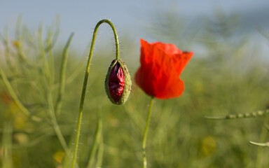 Blooming red poppy in the field, counryside landscape, rural field with poppy.