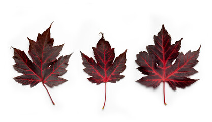 Three dark red maple leaves isolated on white background.