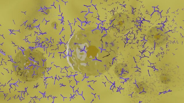 抗体を産生する形質細胞のイメージ
