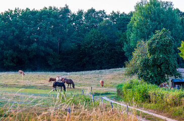 Obraz premium Horses, cow and stork in the meadow Poland