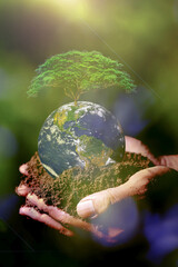 Tree in hand. Earth saving and  Environment concept. Hands Holding Globe Glass In Green Forest....