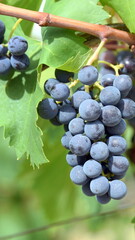 Dunkle, reife Weinrebe an einem Weinstock