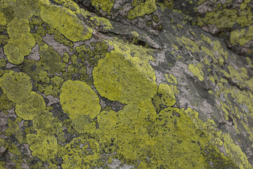 Green lichens growing on a rock in the mountains