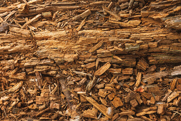 Rotting wood, texture of the old spoiled wood
