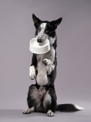 dog holding an empty bowl. Happy Border Collie on a grey background in studio. feeding pet