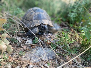 A tortoise walking inside the grass. Turtle eating. Wild life. Slow reptile resting. Exotic animal with shield. Brown tortoise with shell protected in its nature environment. 