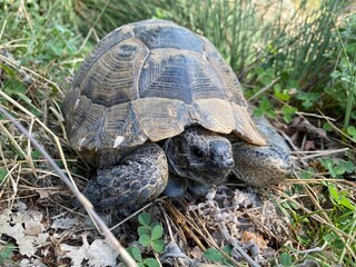 A tortoise walking inside the grass. Turtle eating. Wild life. Slow reptile resting. Exotic animal...