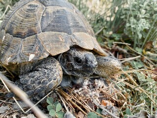 A tortoise walking inside the grass. Turtle eating. Wild life. Slow reptile resting. Exotic animal with shield. Brown tortoise with shell protected in its nature environment. 