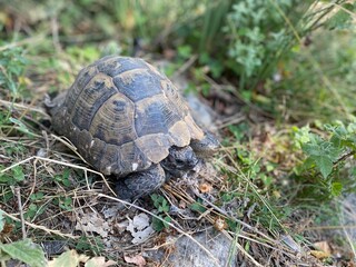 A tortoise walking inside the grass. Turtle eating. Wild life. Slow reptile resting. Exotic animal with shield. Brown tortoise with shell protected in its nature environment. 