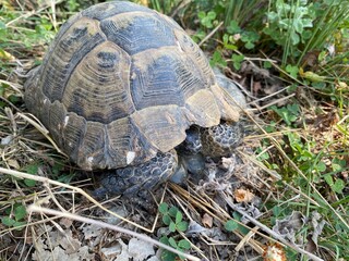 A tortoise walking inside the grass. Turtle eating. Wild life. Slow reptile resting. Exotic animal with shield. Brown tortoise with shell protected in its nature environment. 