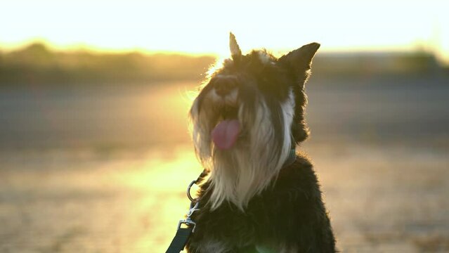 Zwergschnauzer portrait at sunset. Shaggy dog by the road
