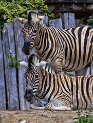 Two resting Damara zebra, Equus burchelli antiquorum.