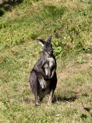 An adult male Common wallaroo, Macropus r. robustus, observes the surroundings