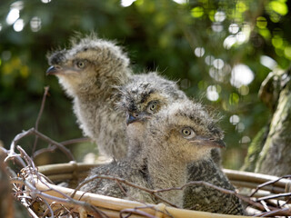 Small young Red-legged-Seriema, Cariama cristata, sitting on the nest.