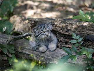 small Pallas´ cat kitten, Otocolobus manul e curiously looking around