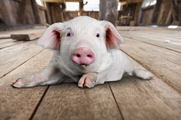 Young pig walking and facing the camera on background © BillionPhotos.com